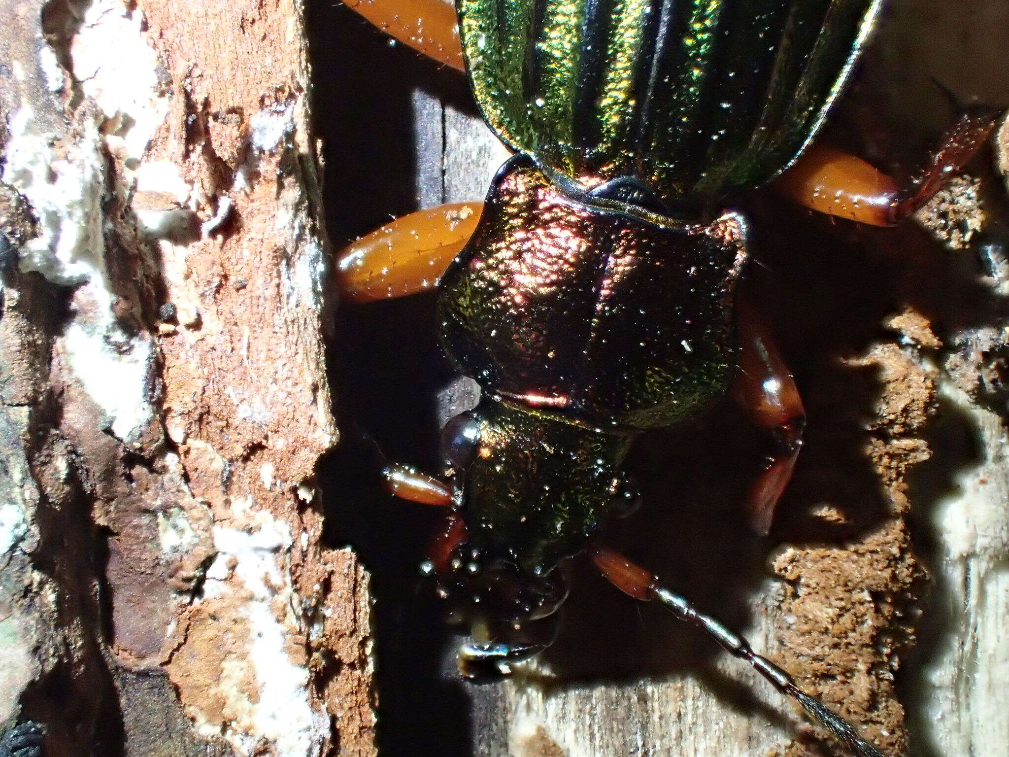 Carabus (Chrysocarabus) auronitens Fabricius 1792 resmi