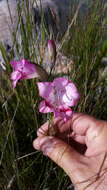 Imagem de Gladiolus inflatus (Thunb.) Thunb.