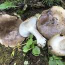 Image of Lactarius caespitosus Hesler & A. H. Sm. 1979