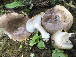 Image of Lactarius caespitosus Hesler & A. H. Sm. 1979