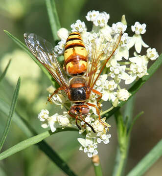 Image of Western Cicada Killer