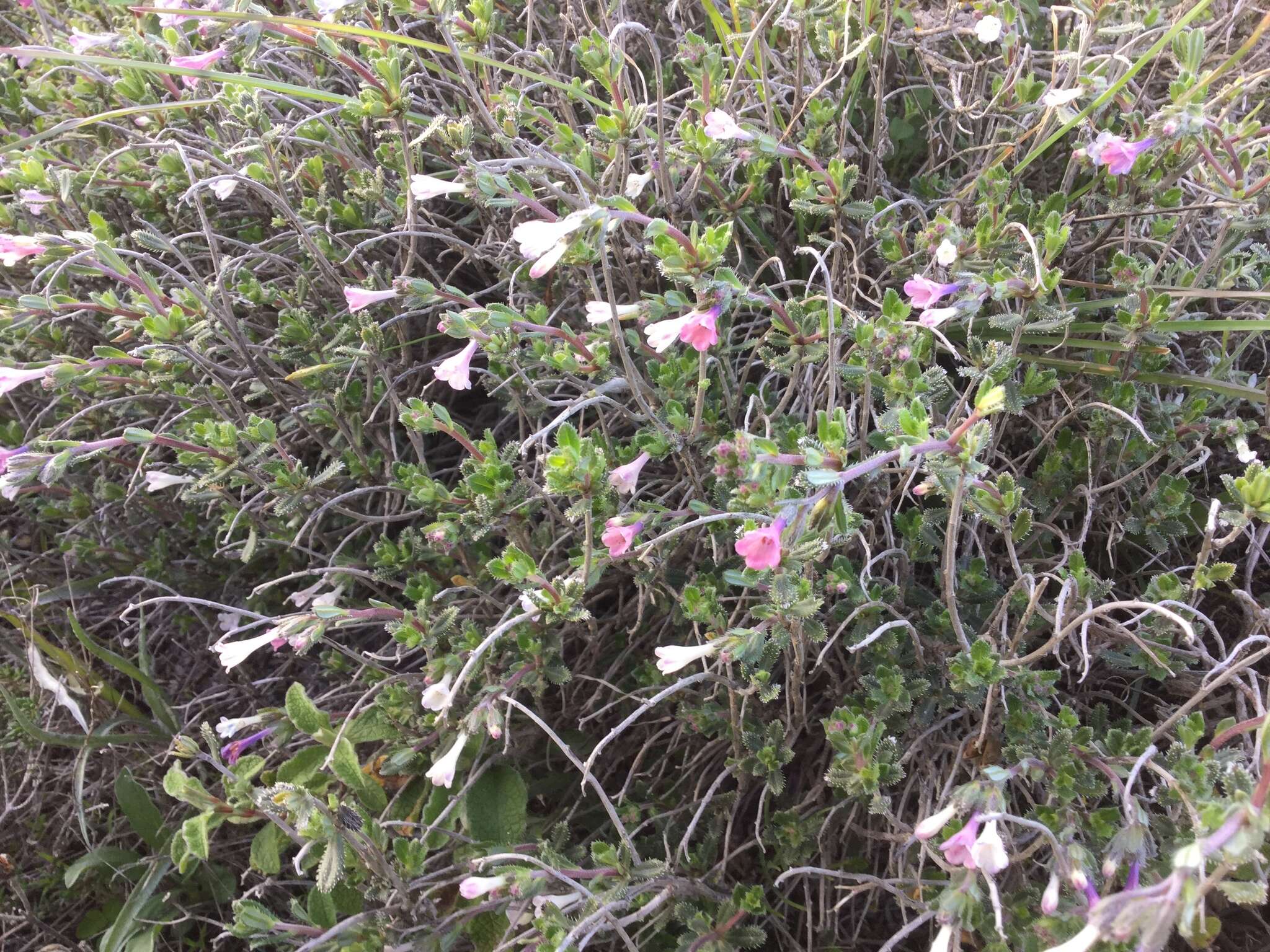 Lithodora hispidula (Sm.) Griseb. resmi