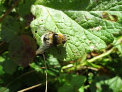 Image of Cephenemyia ulrichii (Brauer 1862)