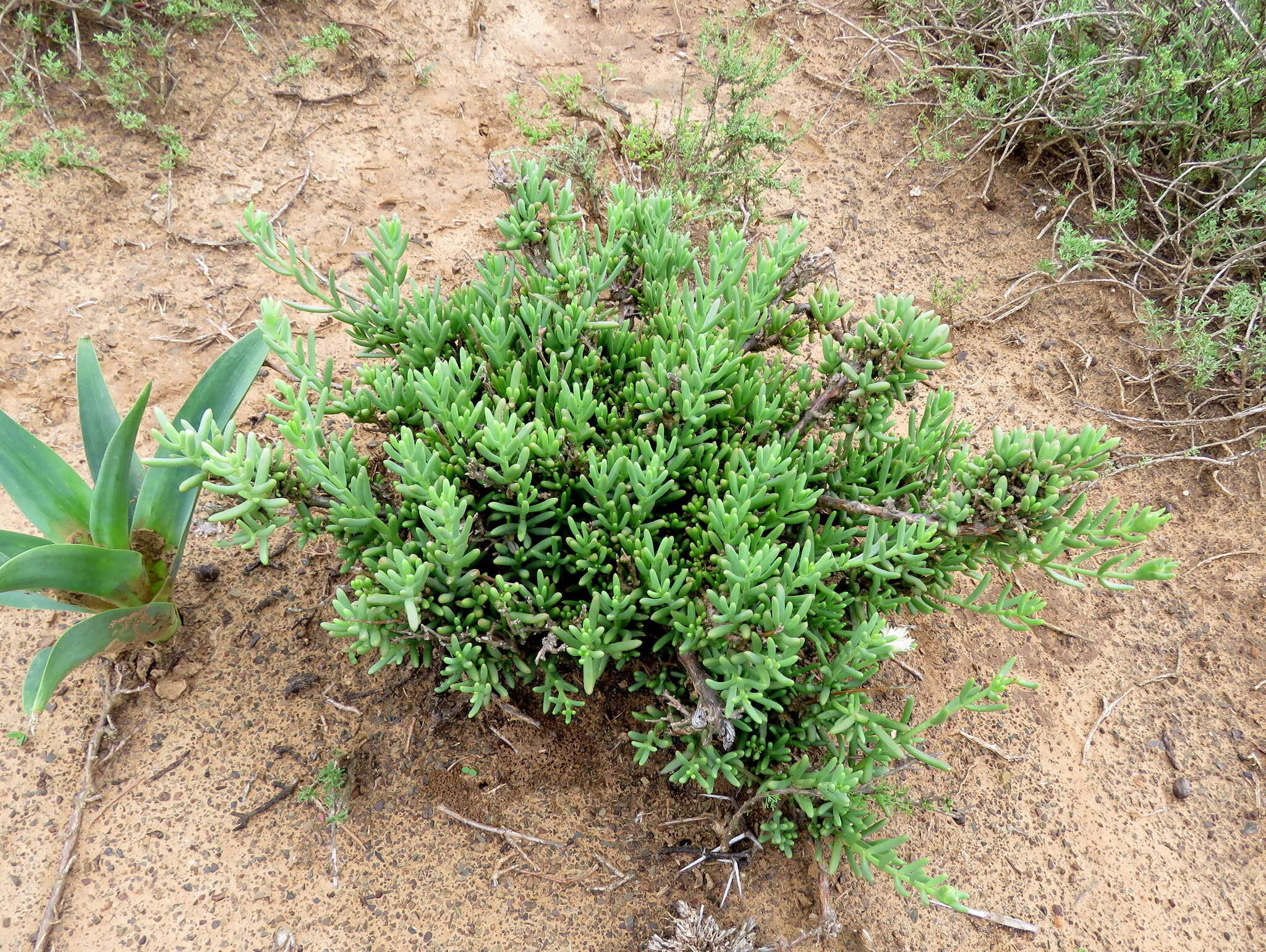 Imagem de Mesembryanthemum splendens subsp. splendens