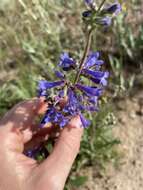 Image of sulphur penstemon