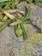 Image of Spergularia tasmanica (Kindb.) L. G. Adams