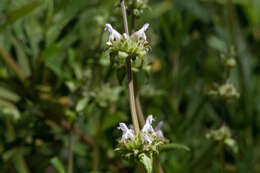 Image of black sage