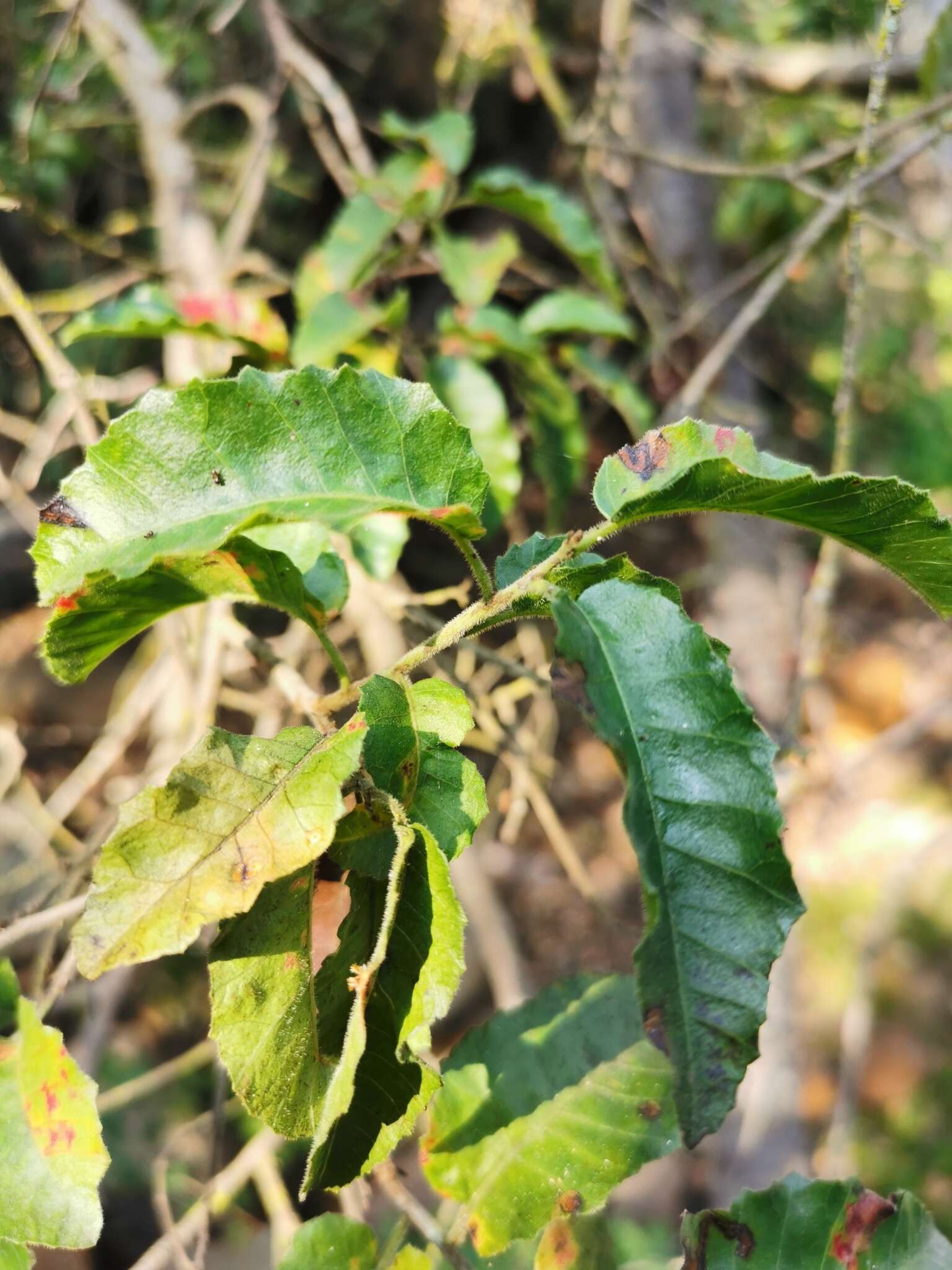 صورة Schinus velutinus (Turcz.) L. M. Johnston