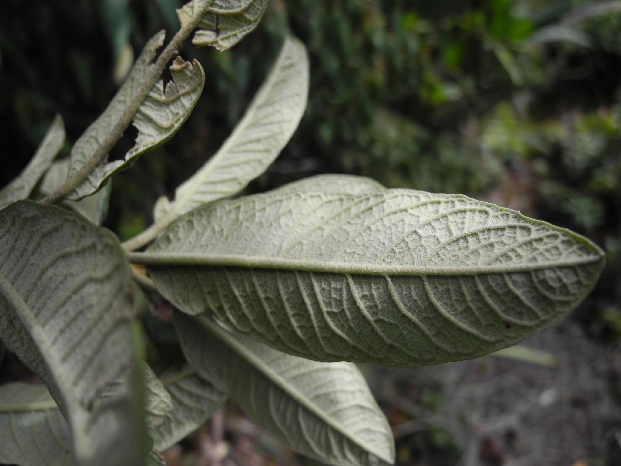 Image of Linochilus antioquensis