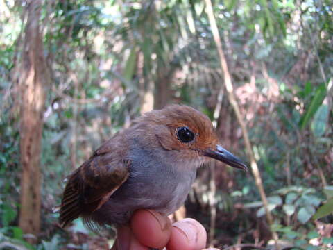 Image of Willisornis Agne & Pacheco 2007