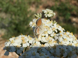 Image of Western pygmy blue