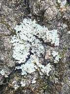 Image of shield lichen