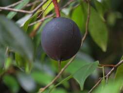 Van-royena castanosperma (C. T. White) Aubrév. resmi