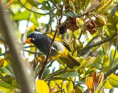 Image of Blue-capped Tanager