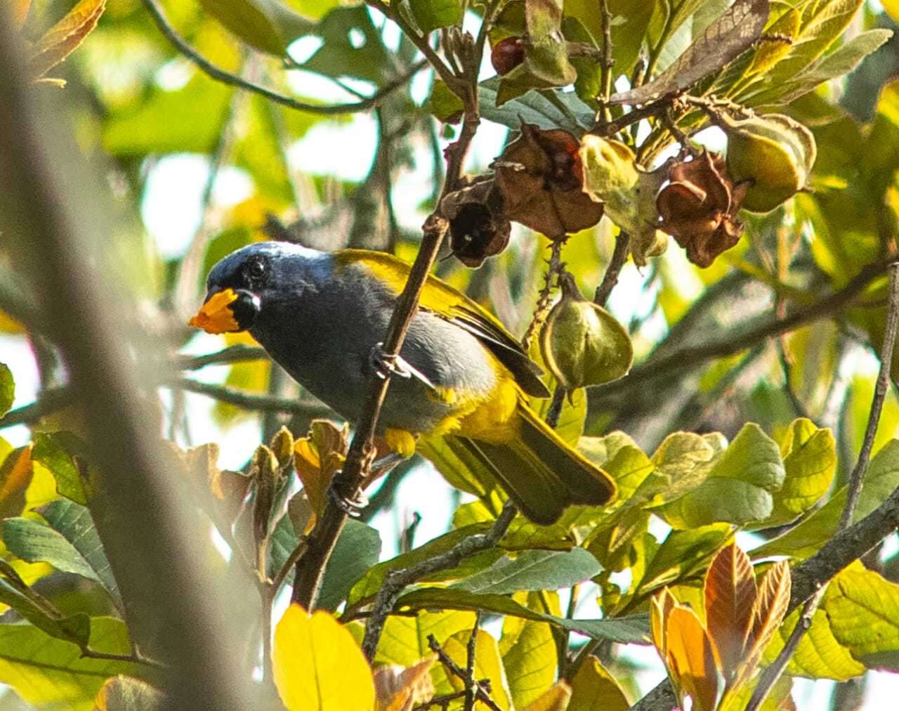 Image of Blue-capped Tanager