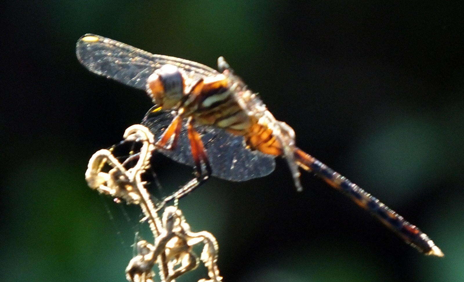 Image of Two-striped Skimmer