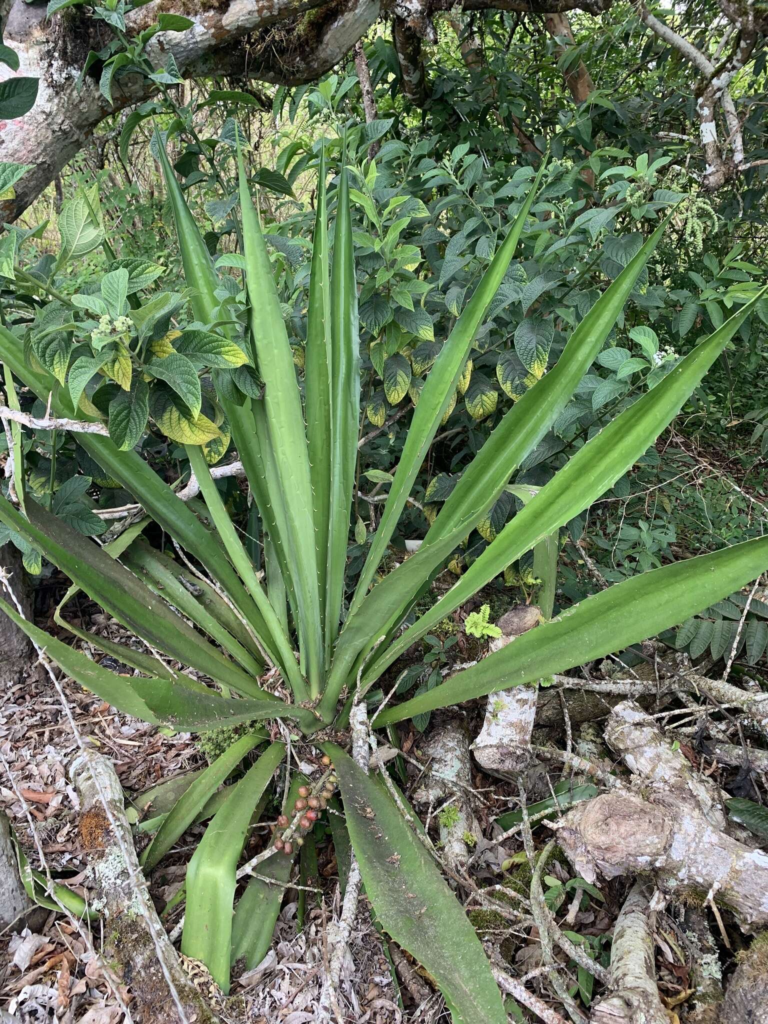 Furcraea hexapetala (Jacq.) Urb.的圖片