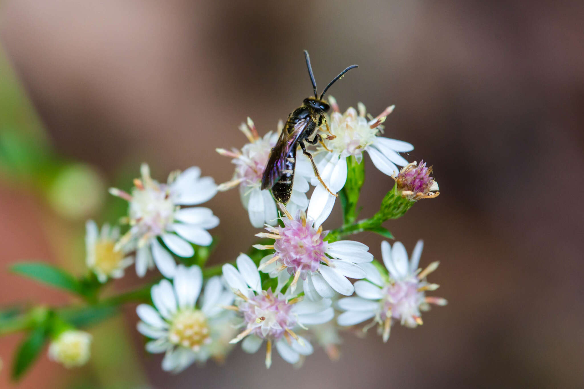 Lasioglossum fuscipenne (Smith 1853)的圖片