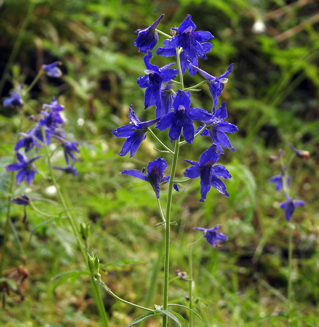 Delphinium menziesii DC.的圖片