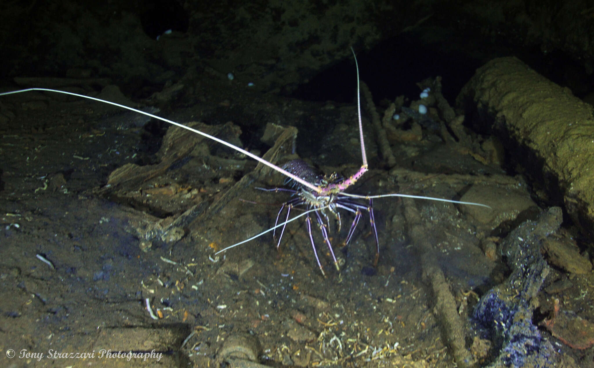 Image of Stripe-leg spiny lobster