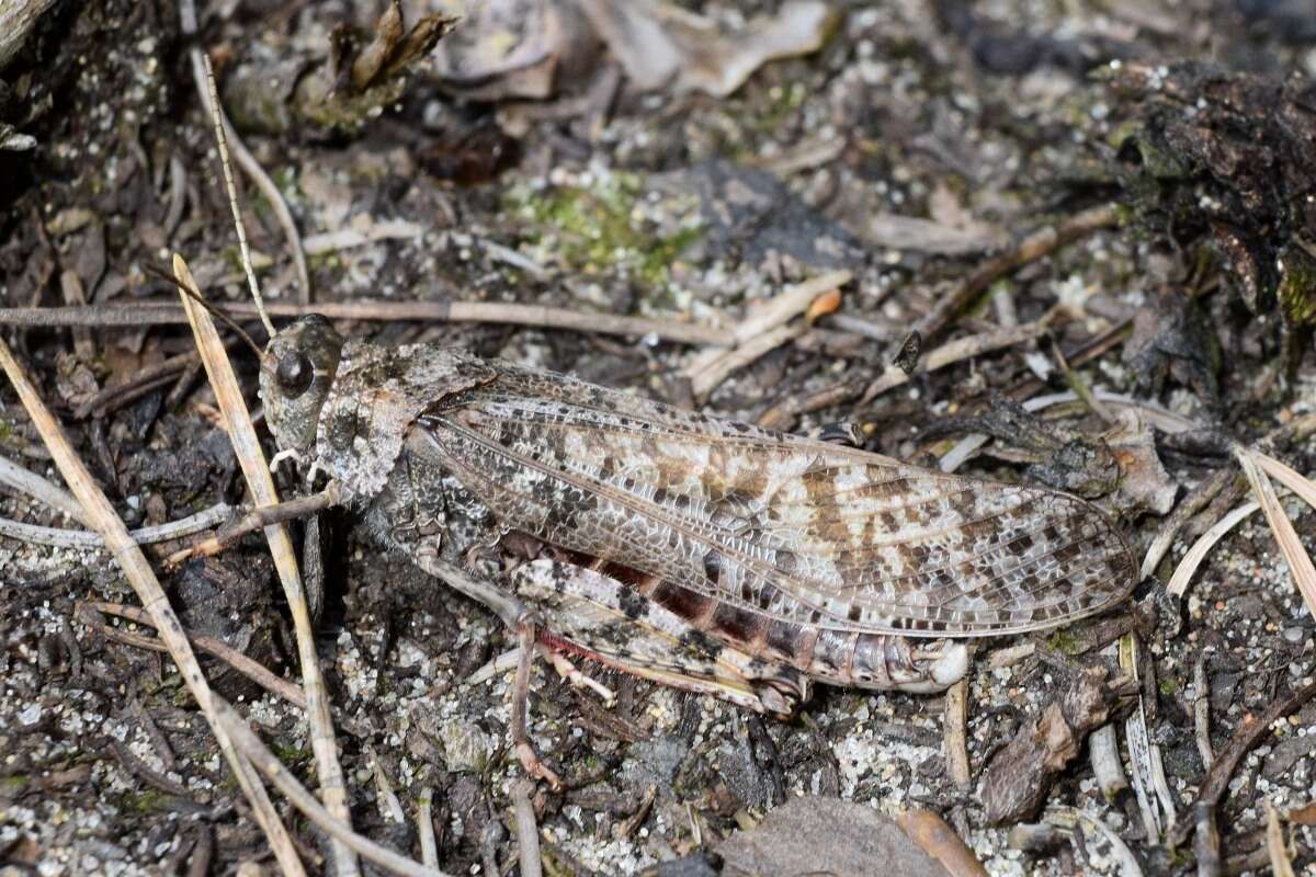 Angaracris barabensis (Pallas 1773) resmi