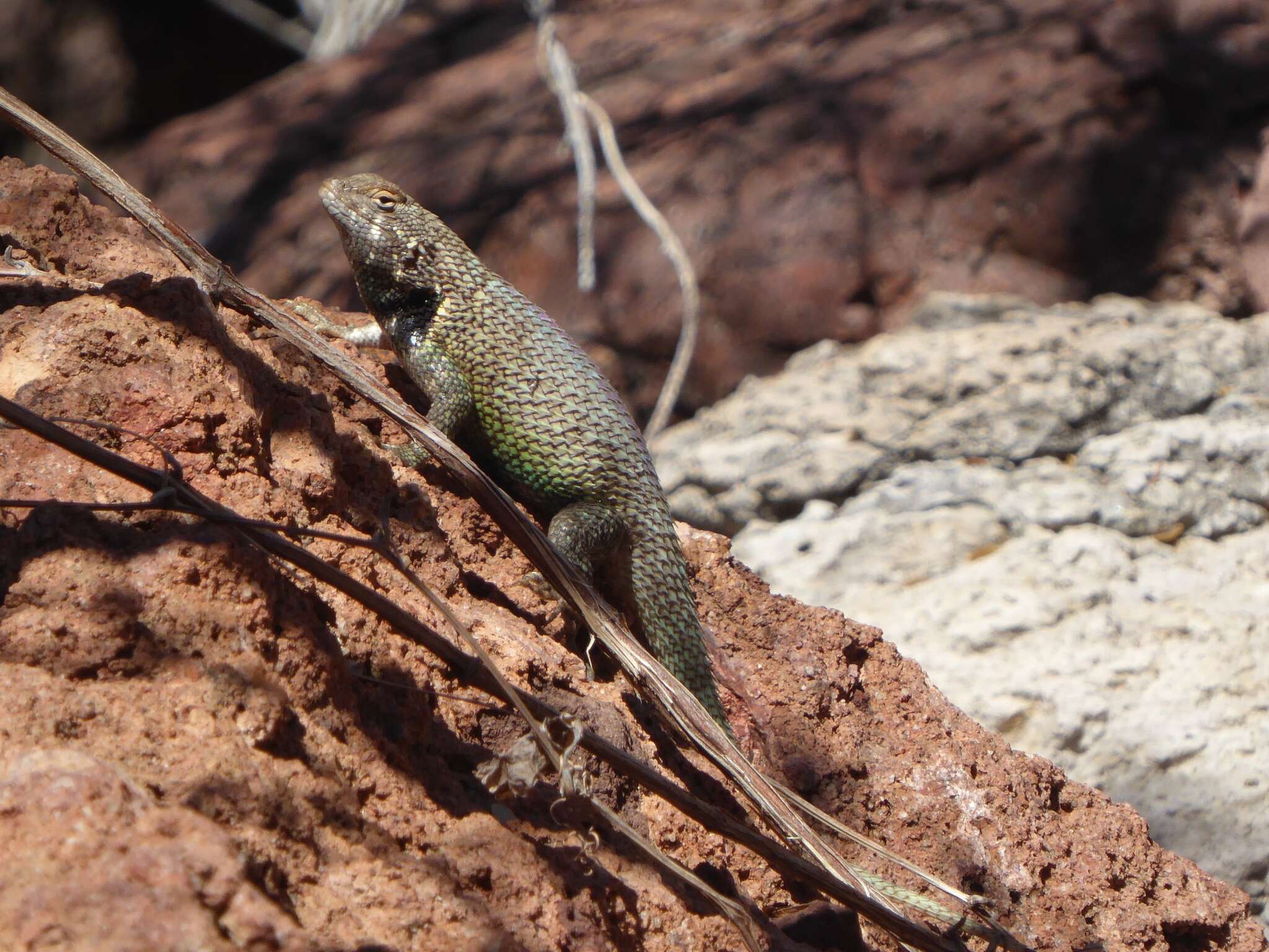 Image of Hunsaker's Spiny Lizard