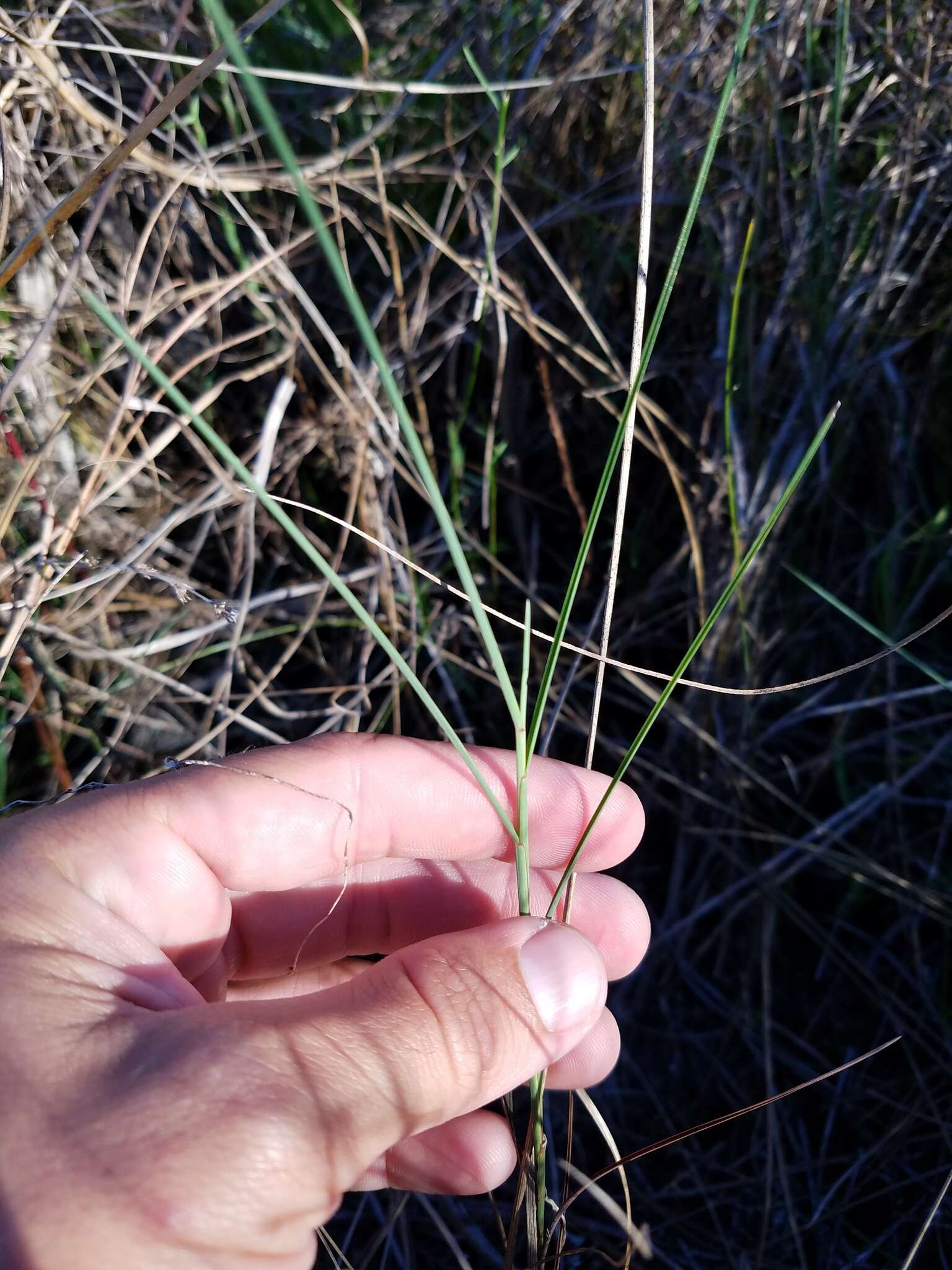 Image de Schizachyrium rhizomatum (Swallen) Gould