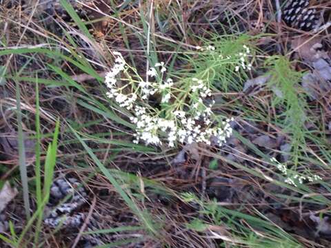 Image of hyssopleaf thoroughwort