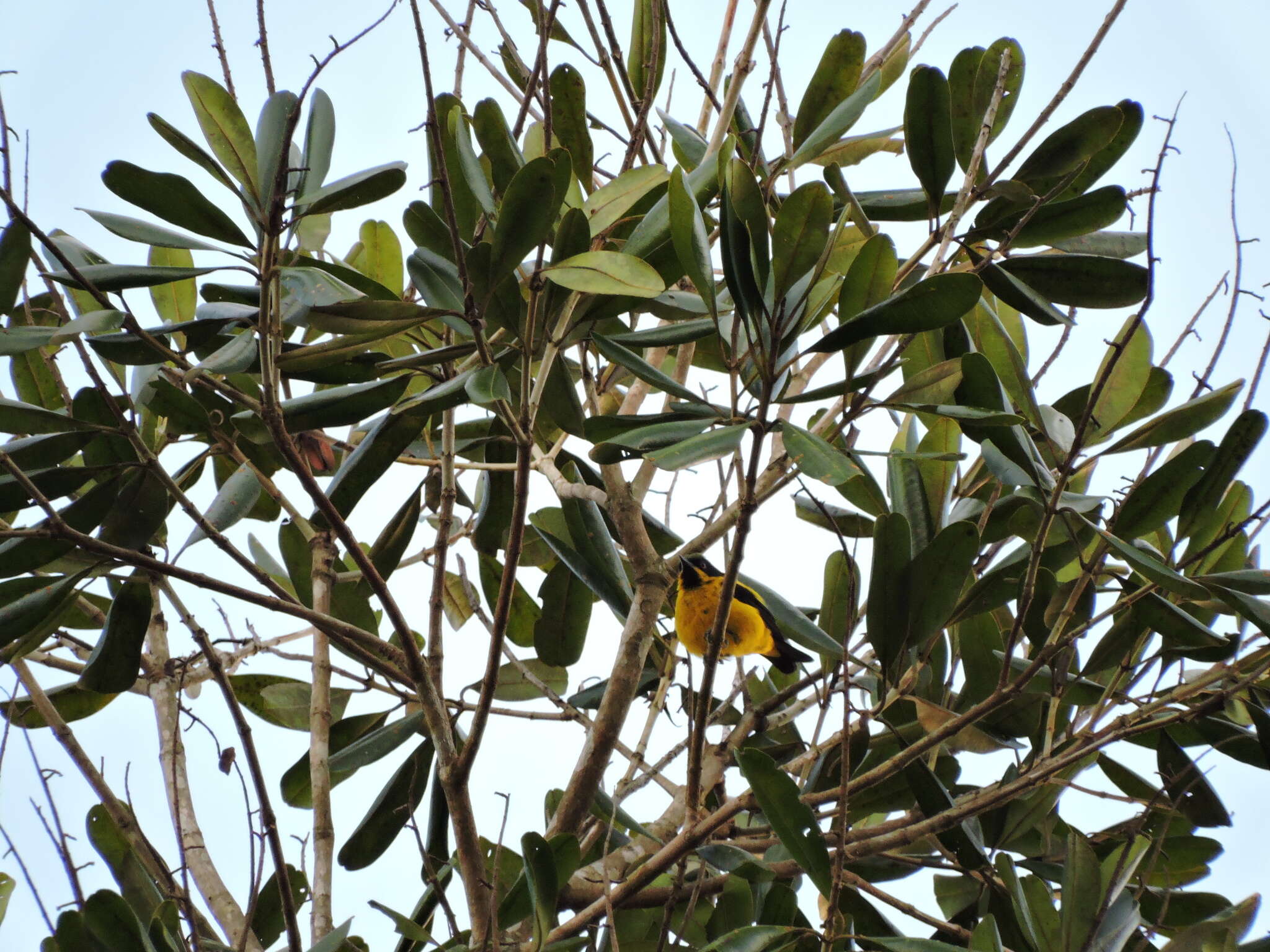 Image of Yellow-bellied Dacnis