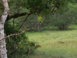 Image of Merops orientalis ceylonicus Whistler 1944