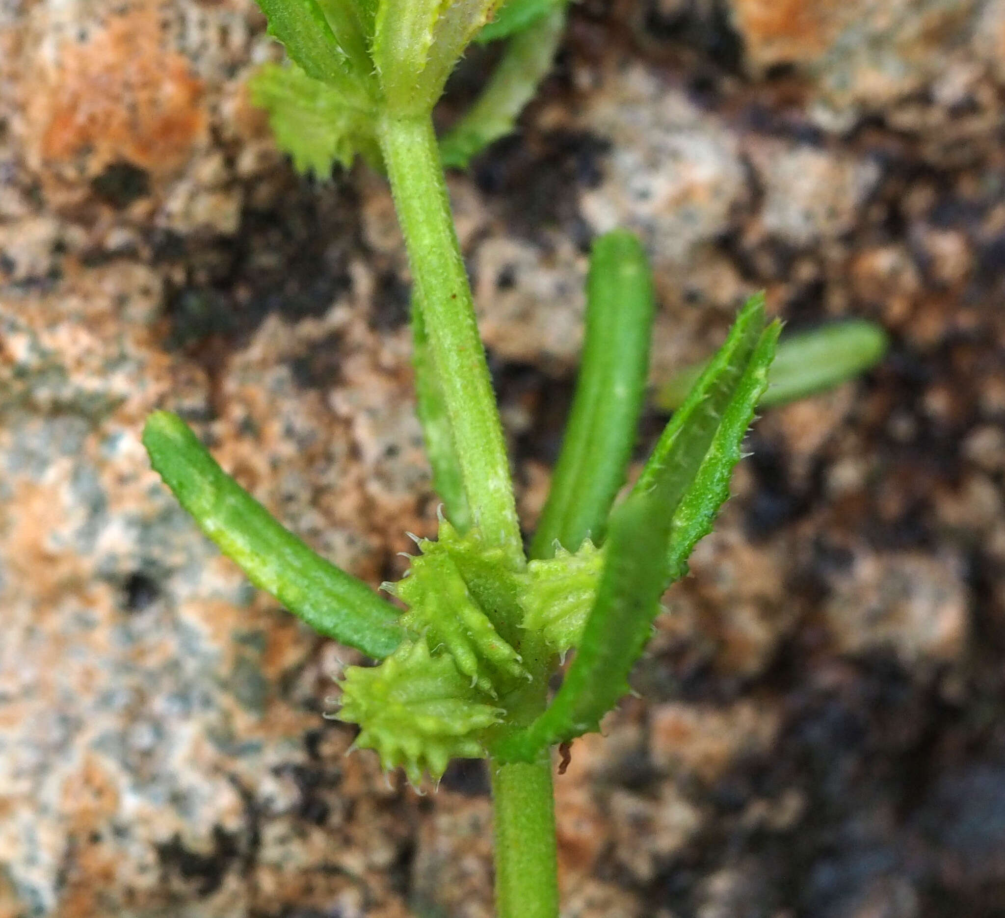 Plancia ëd Mericarpaea ciliata (Banks & Sol.) Eig