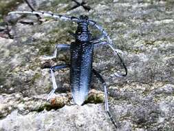 Image of capricorn beetle