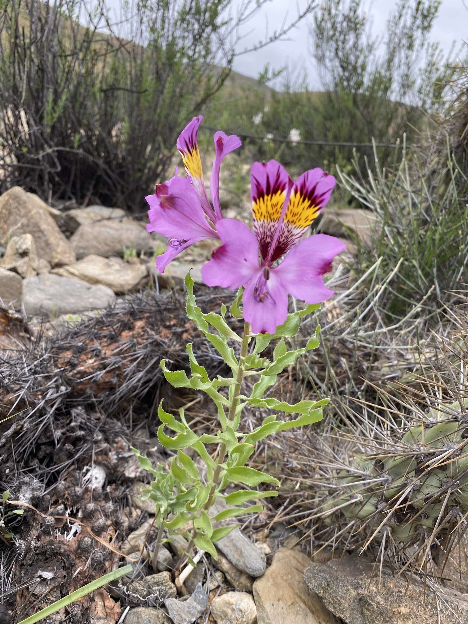 Image of Alstroemeria philippii Baker