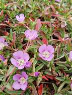 Plancia ëd Clarkia prostrata H. & M. Lewis