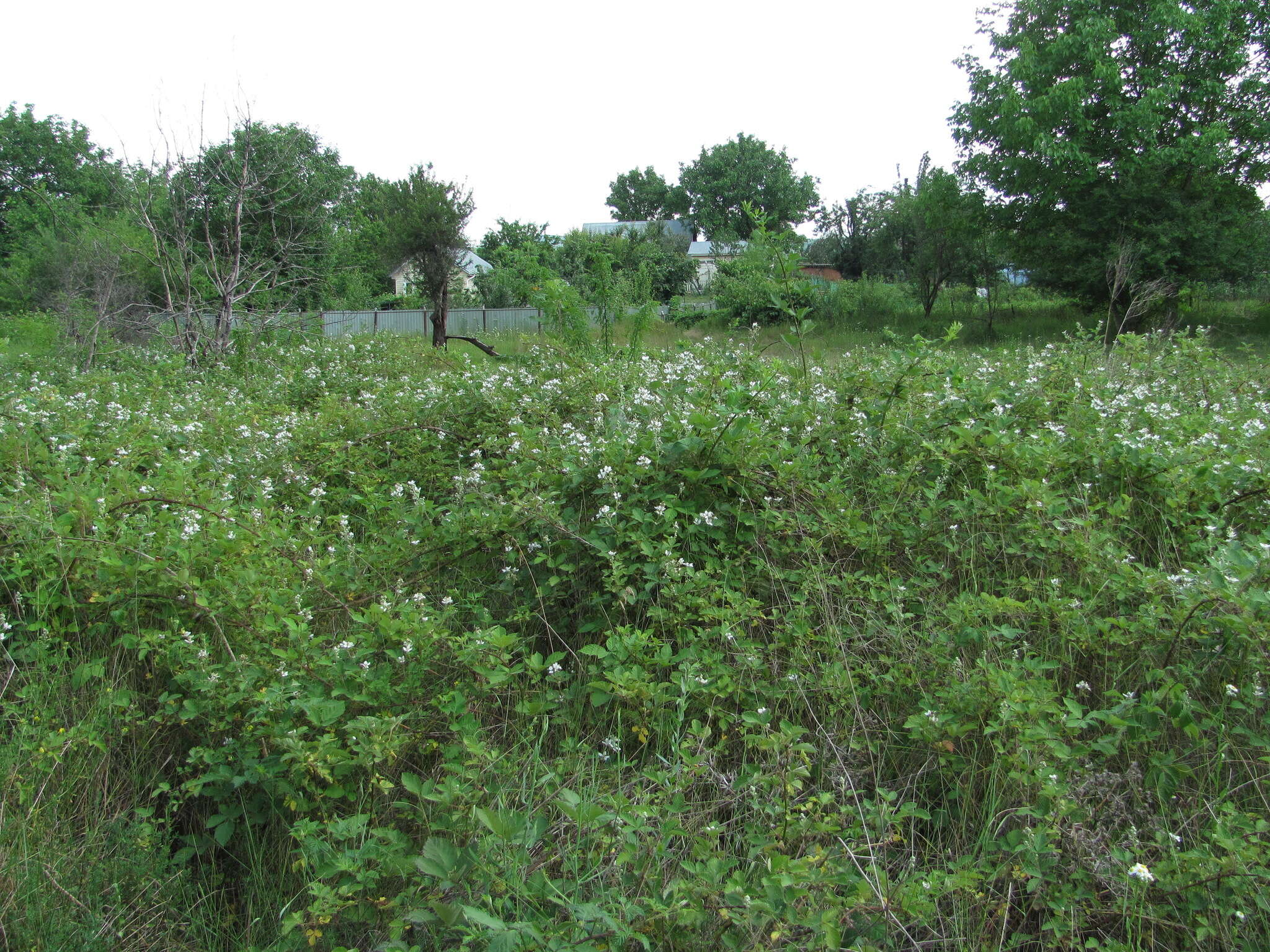 Image of Rubus silesiacus Weihe