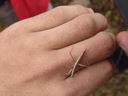 Слика од Yersiniops solitarius (Scudder 1896)