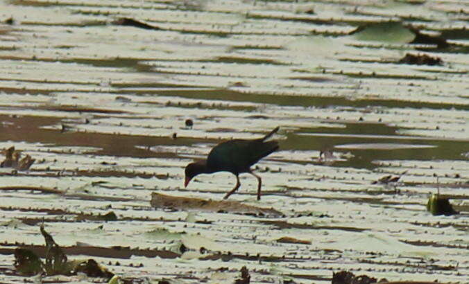 Image of Allen's Gallinule