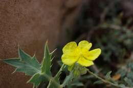 Helianthemum ruficomum (Viv.) Sprengel resmi