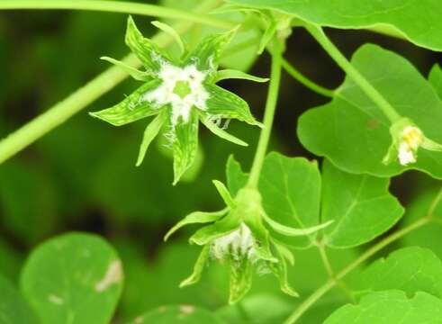 Image of Gonolobus naturalistae