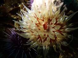 Image of McPeak anemone