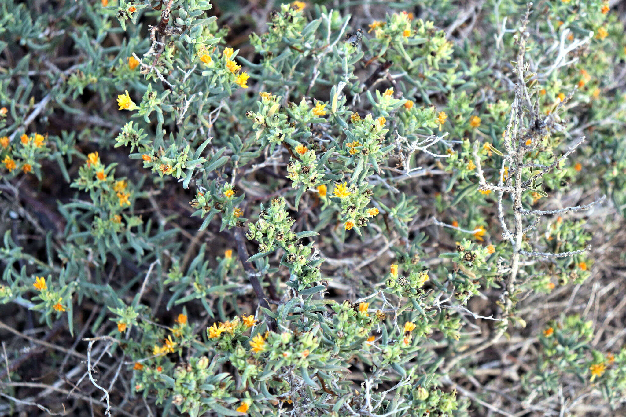 Imagem de Delosperma testaceum (Haw.) Schwant.