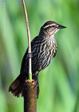 Image of Agelaius phoeniceus phoeniceus (Linnaeus 1766)