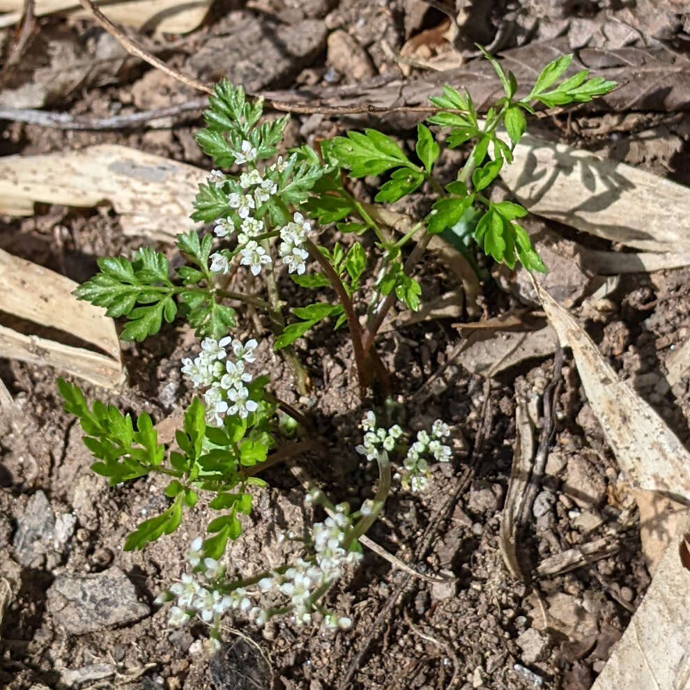 Aegopodium decumbens (Thunb. ex Murray) Pimenov & Zakharova的圖片