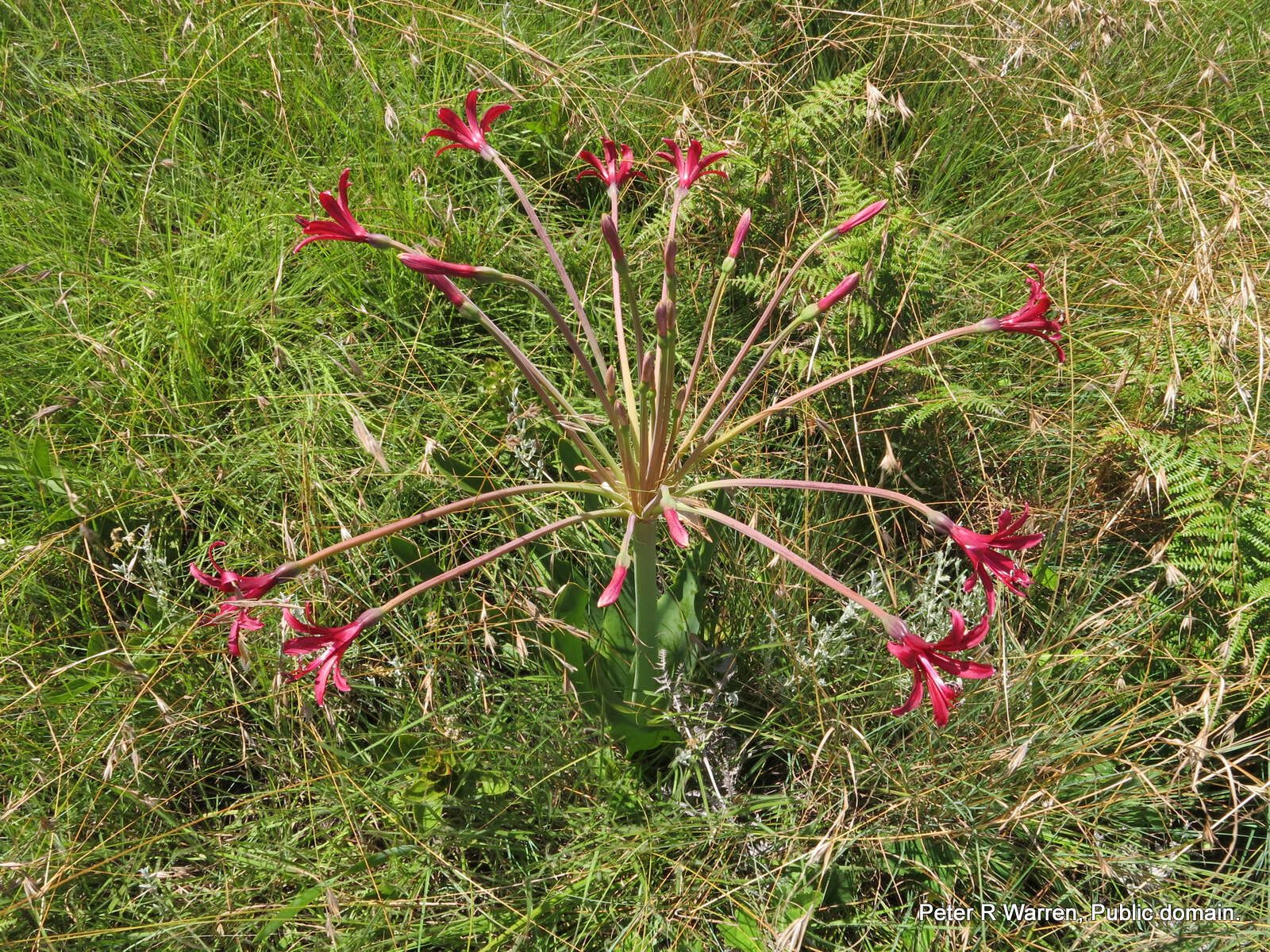 Слика од Brunsvigia undulata F. M. Leight.