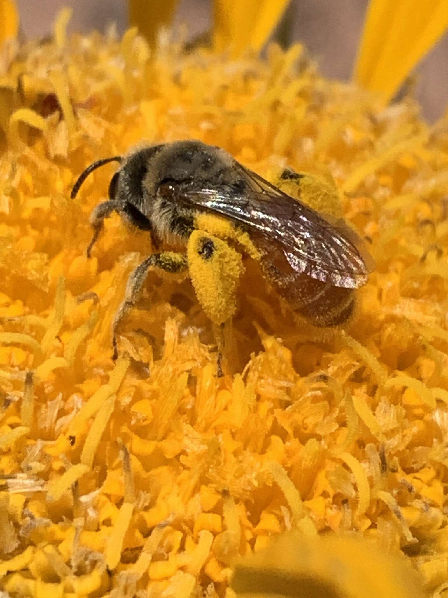 Image of Andrena balsamorhizae La Berge 1967