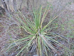 Image of Texas sotol