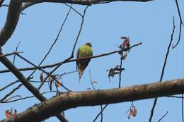 Image of Pin-tailed Green Pigeon