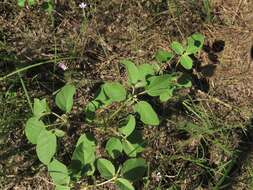 Image of threeseed croton