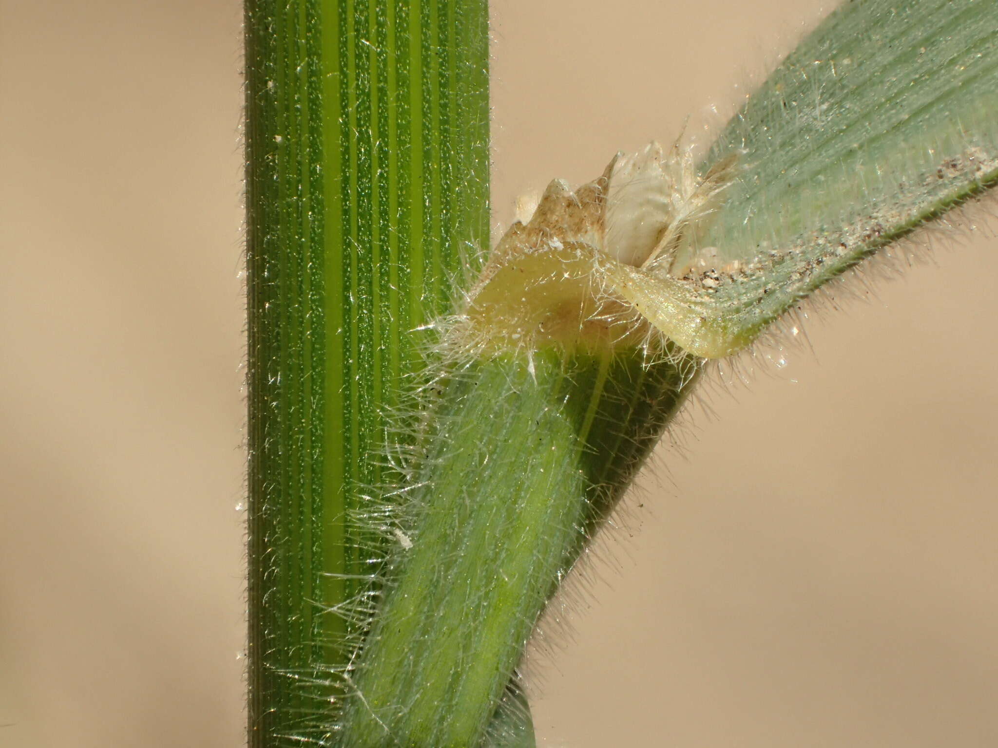 Image of coast range brome