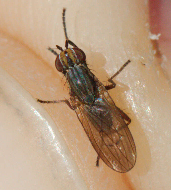 Image of Pherbellia cinerella (Fallen 1820)